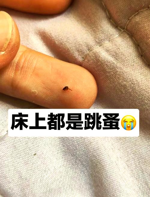 猫咪身上有虱子怎么办