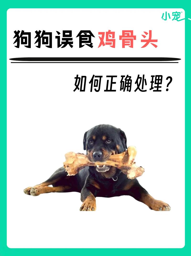 狗可以吃鸡汤吗