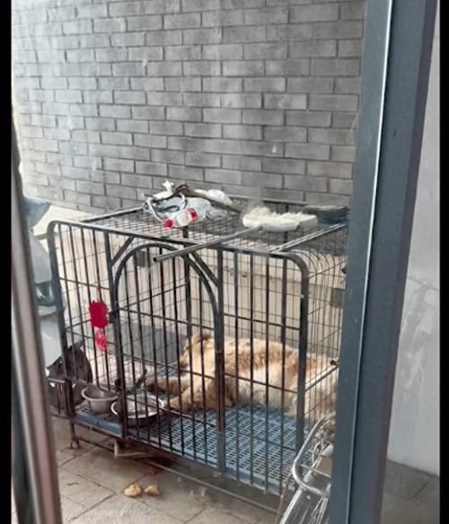 狗狗在家里白天爱睡觉,一到后半夜就开始叫个不停怎么办?