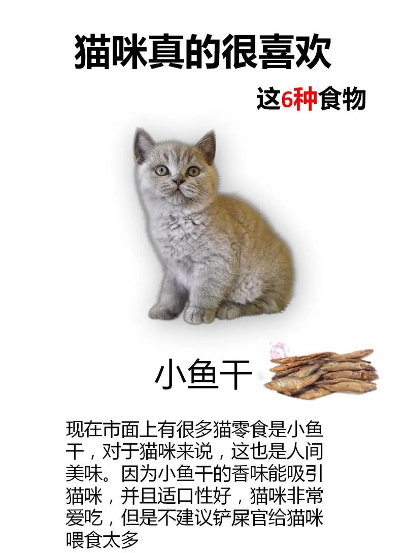 猫猫最喜欢吃的东西是什么?
