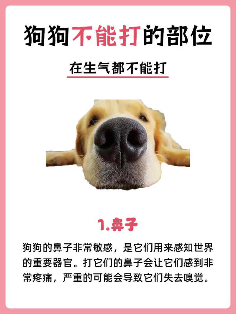 比熊打哪里长记性