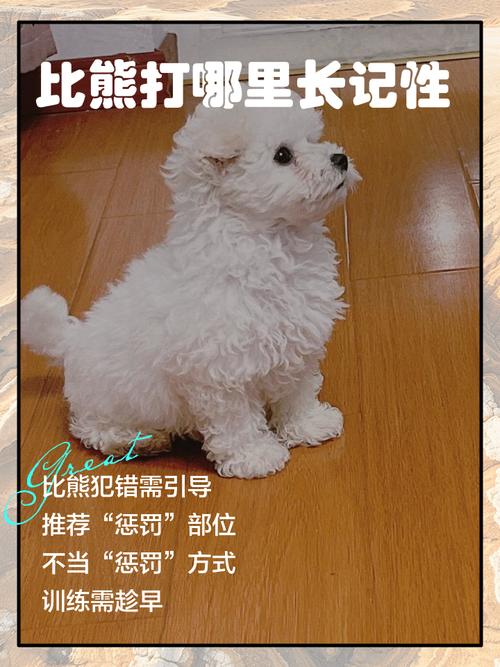 狗狗不听话打哪里长记性