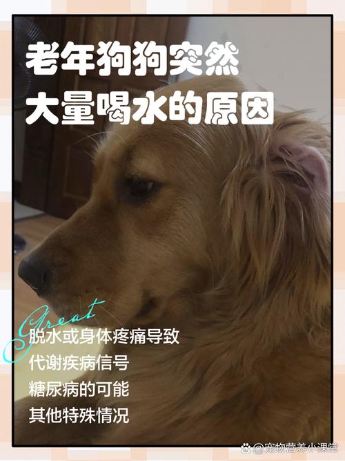 狗狗怎么总喝水