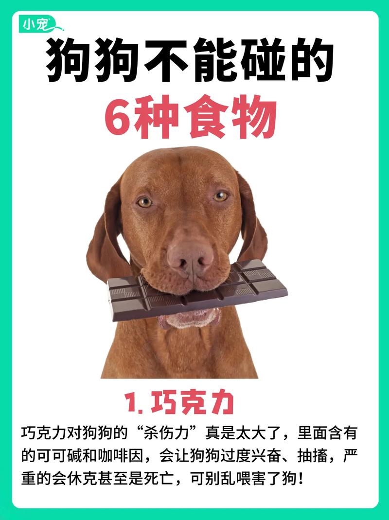 狗为什么不能吃巧克力