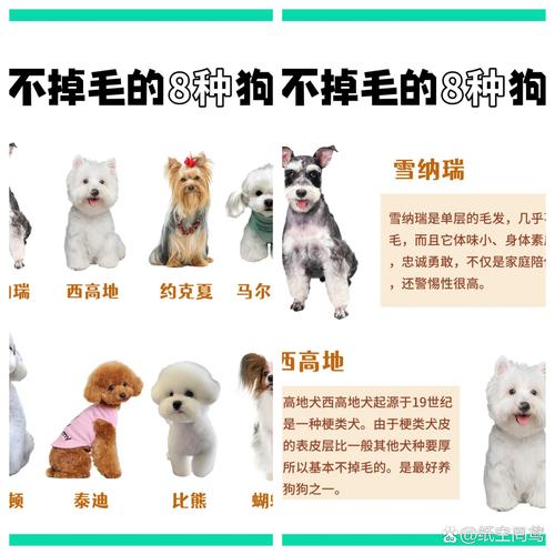 不掉毛的狗狗有哪些