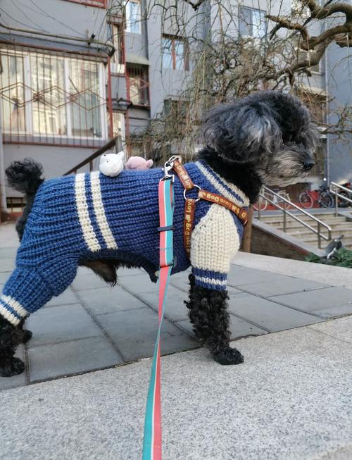 狗狗毛衣怎么编织?