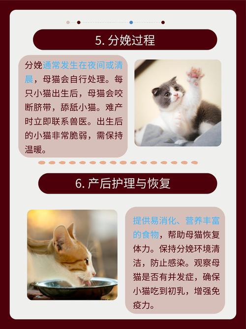 猫咪怀孕后几个月生宝宝