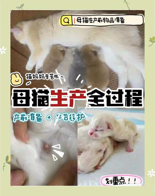 田园猫几个月可以生小猫?