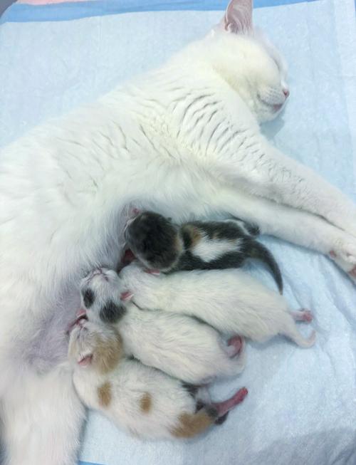 猫几个月生宝宝