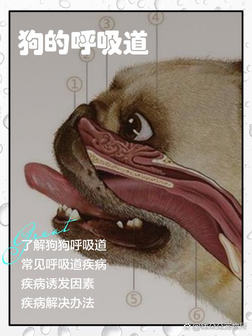 犬瘟热出现呼吸道感染、后脚抽搐该怎么办?