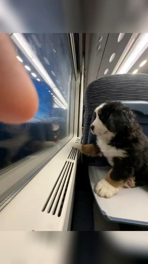 高铁可以带狗狗上车吗?