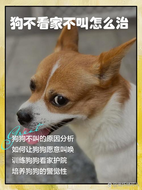怎样让狗狗一个人在家不叫