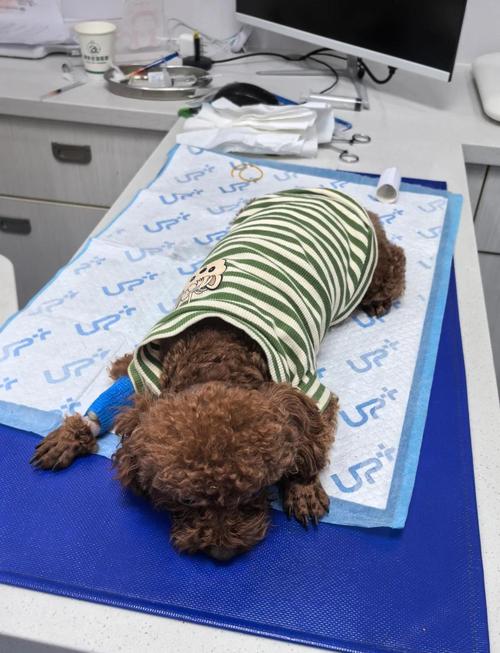 狗吃巧克力症状