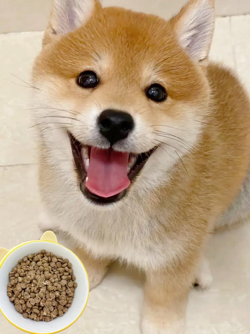 狗狗总吃狗粮好吗