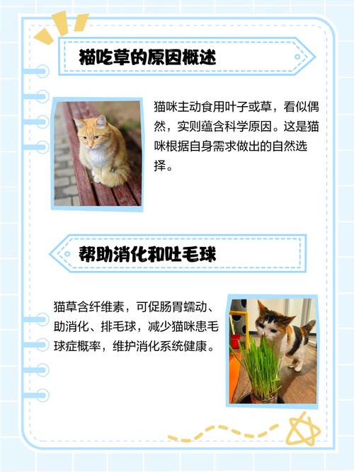 猫吃草是什么征兆?