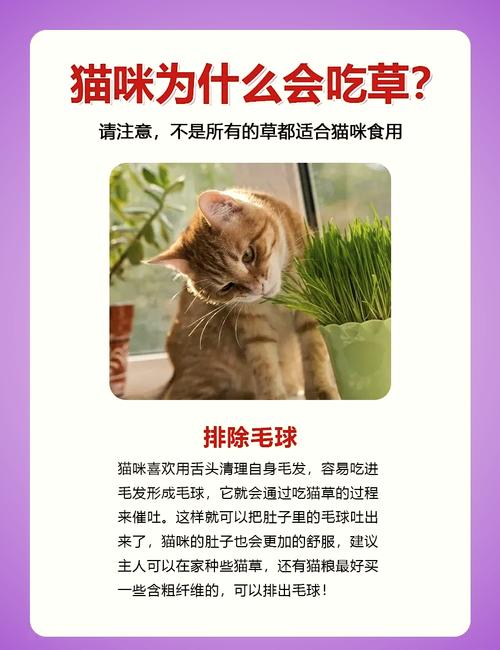 猫咪为什么有时会吃草呢