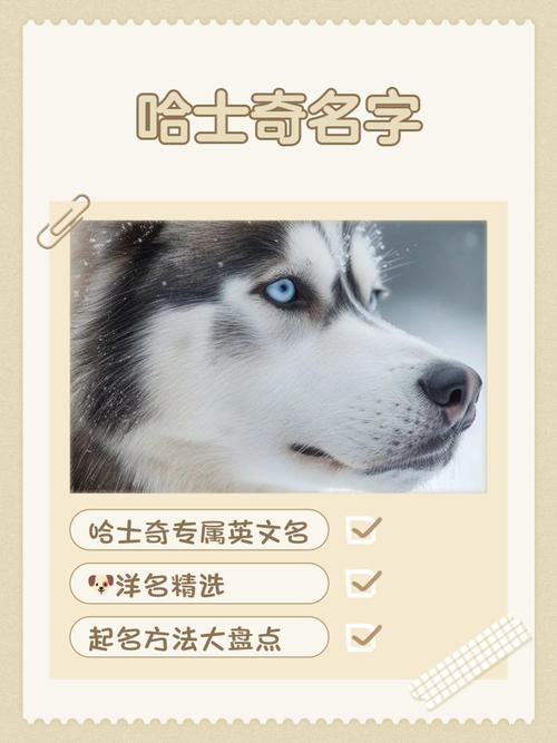好听的哈士奇名字大全