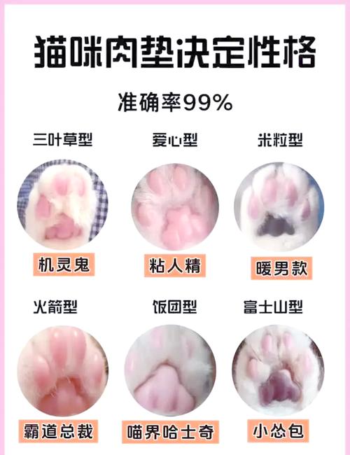 如何通过猫猫脚垫判断其性格?