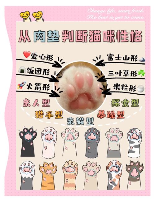 怎么判定猫脾气