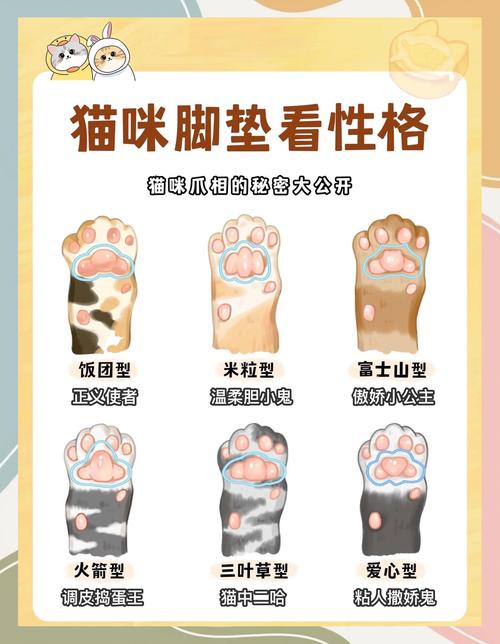 帮我看下两个月猫的公母,顺便听说脚垫能看性格,帮我分析下?