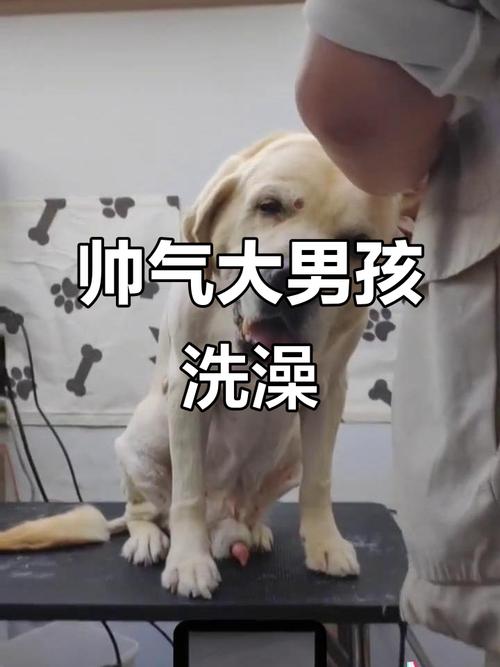 狗狗三个月可以洗澡吗