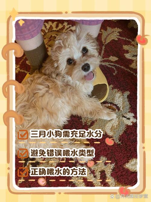 三个月的狗狗可以洗澡吗