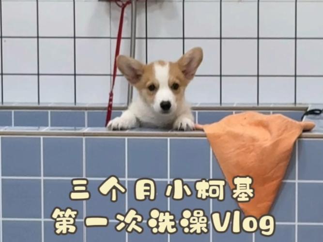 狗狗三个月大可以洗澡吗