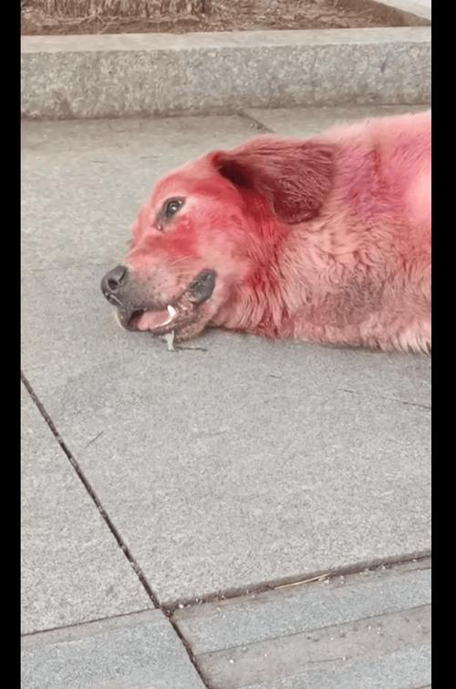 狗被打得怕主人的表现