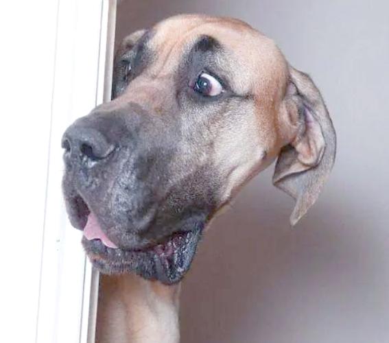 狗狗极度恐惧的表现