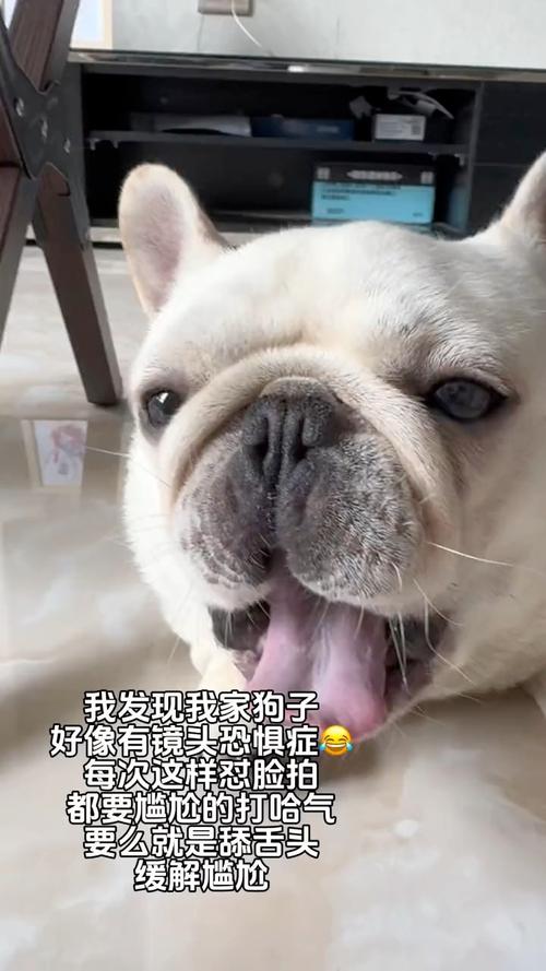 狗受严重惊吓的症状,狗狗惊吓过度有这四种表现