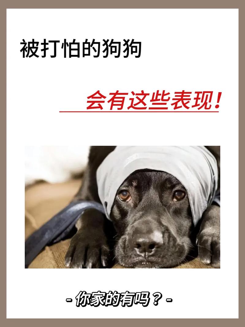 狗狗极其害怕的表现