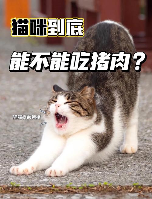 猫可以吃排骨肉吗?