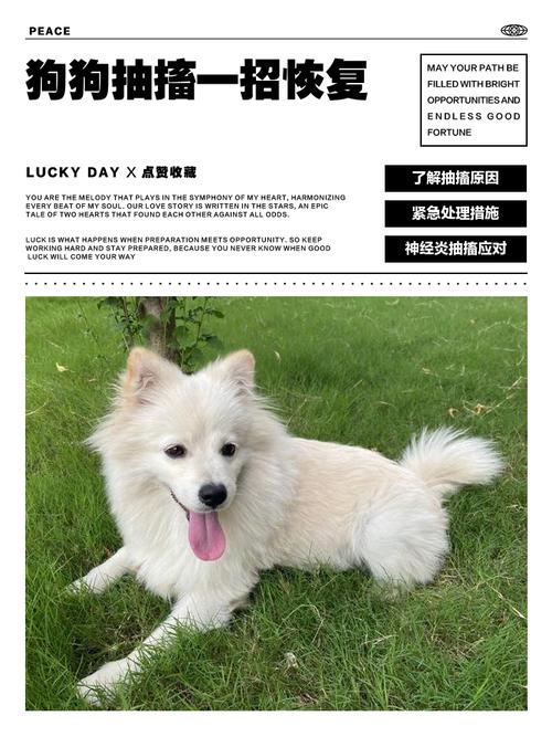 狗狗抽搐吃什么药最效果好