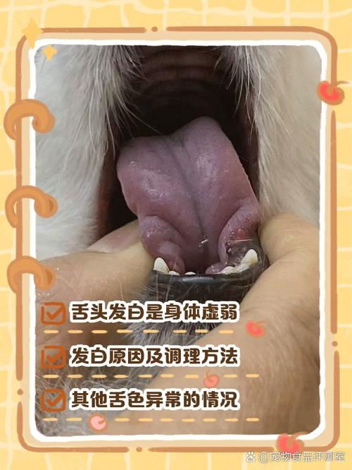幼犬舌头发白怎么办