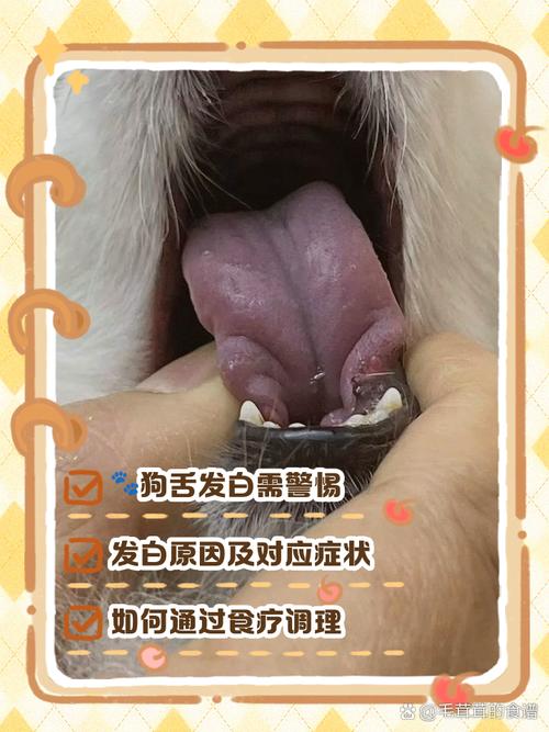 狗舌头发白是死亡前兆吗