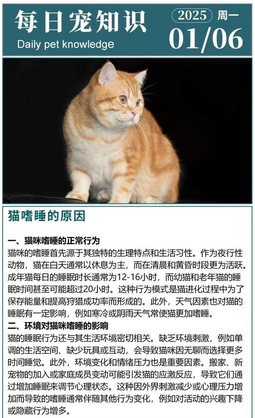 猫咪嗜睡是怎么回事