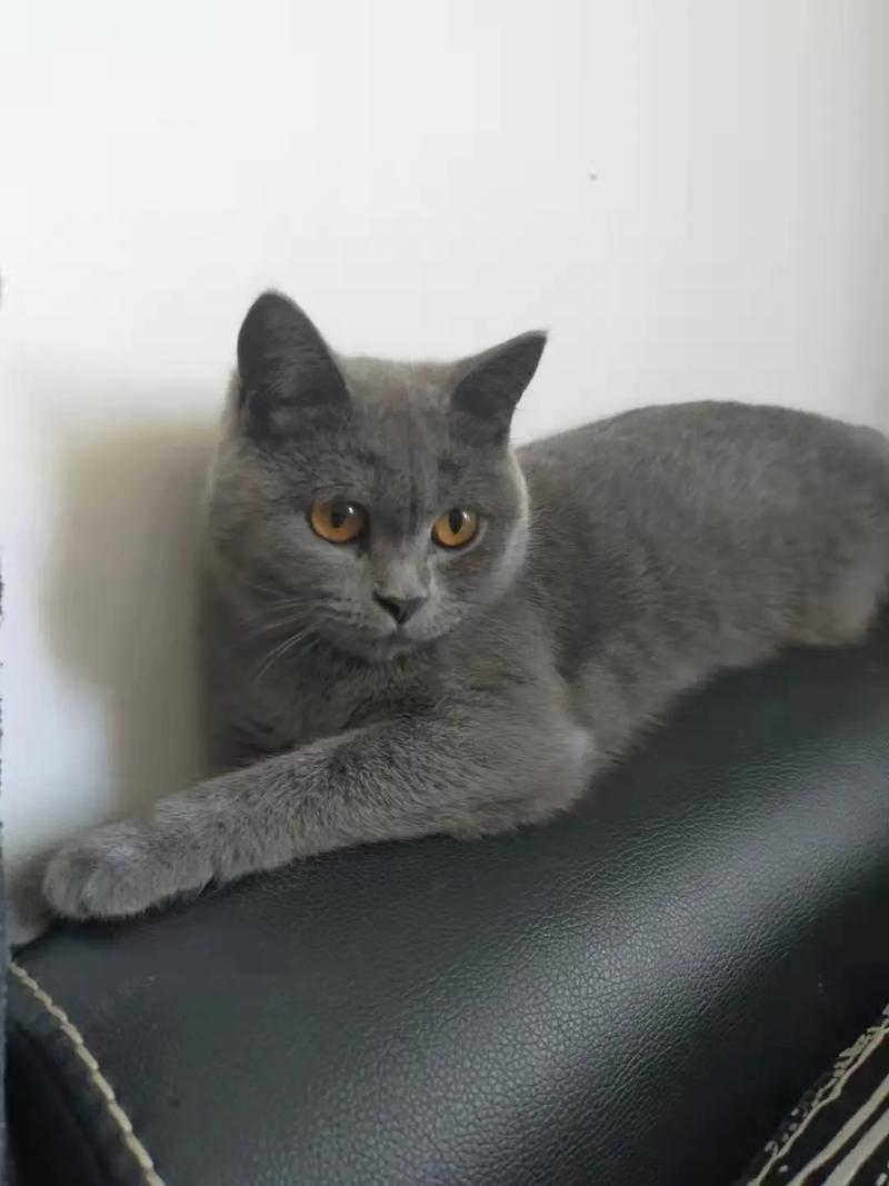 一岁母猫(蓝猫),昨天去了新家,以后就不吃东西,顶多喝一点水,还频繁去厕...