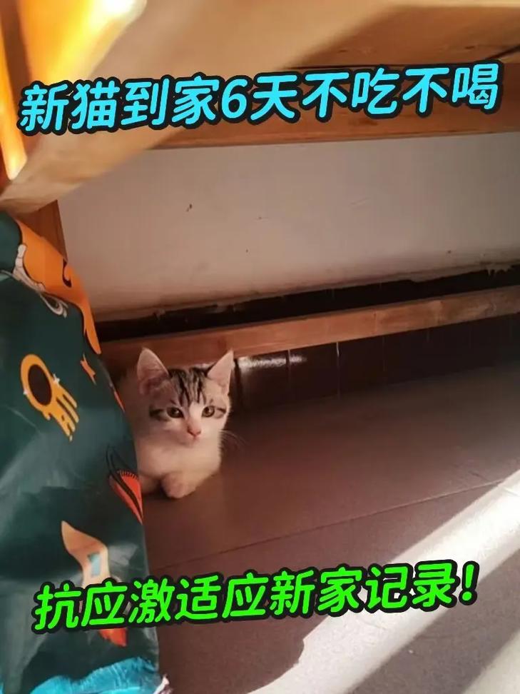 新猫到家不吃不喝