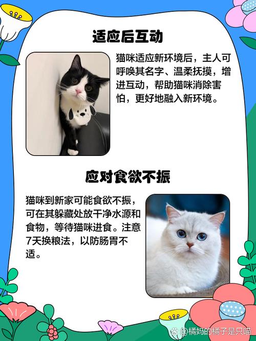 猫刚到新环境不吃不喝正常吗?