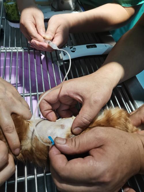 宠物猫胸腔积传腹液能治好吗