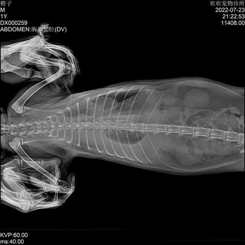 猫胸腔积液能活多久