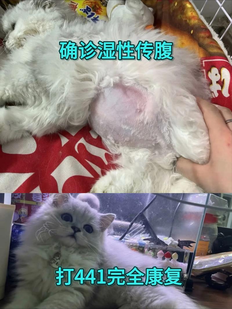 猫咪胸腔积液能治好吗
