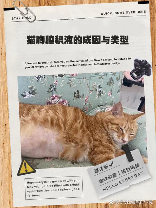 猫咪胸腔积液能自愈吗