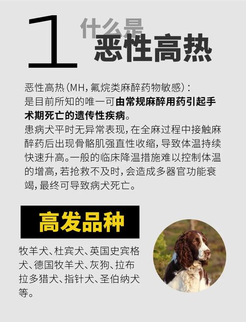 狗狗crp高100有危险吗