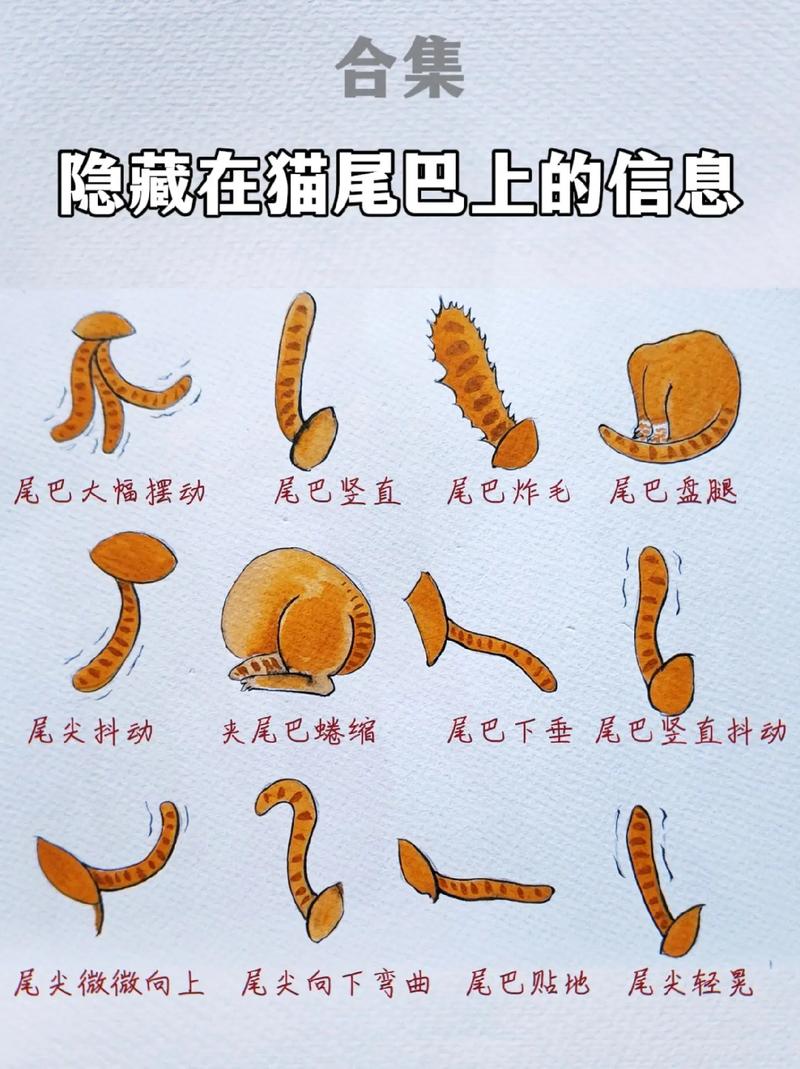 小猫咪尾巴为什么长