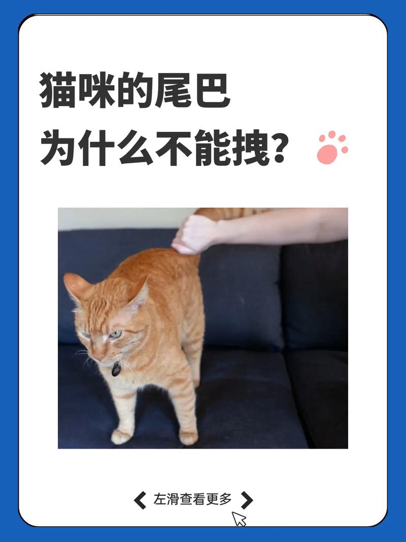 猫的尾巴特别长说明什么是好的征兆吗