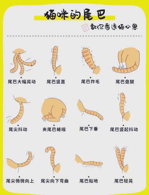 猫的尾巴长代表什么意思