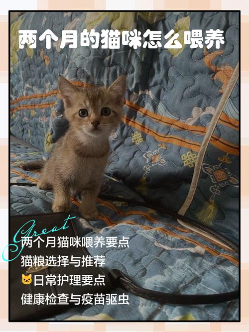 人穷两个月的猫咪怎么喂养?