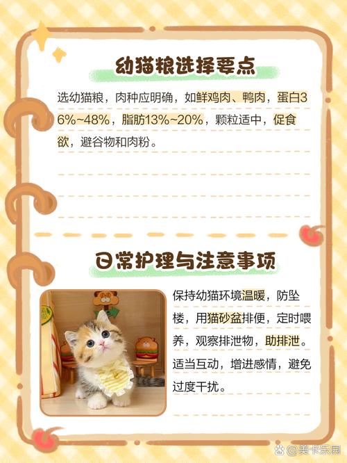 两个月大的小东方短毛猫该怎喂养?