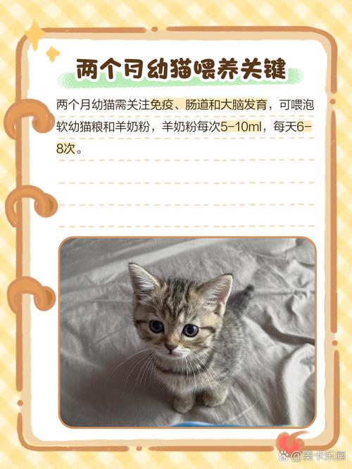 2个月猫咪怎么喂养